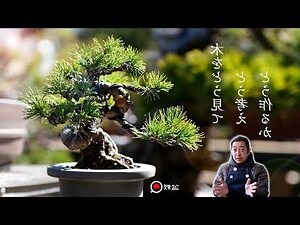 大門口盆栽