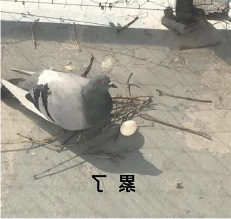 鴿子築巢風水