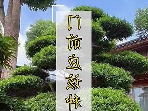 门前有树