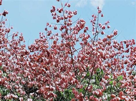 開花樹