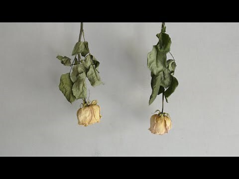 乾燥花不能放房間