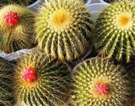 仙人球種類