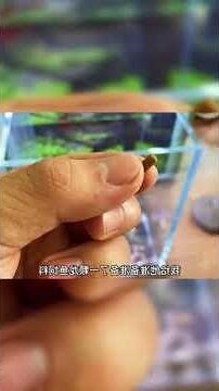 只養一隻魚
