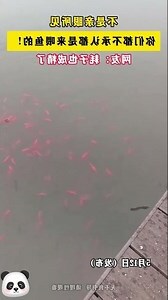 耗子魚