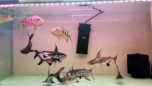 养鱼什么意思