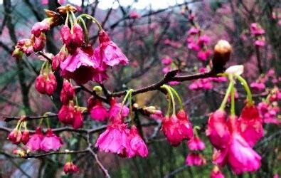 碧絡角花況