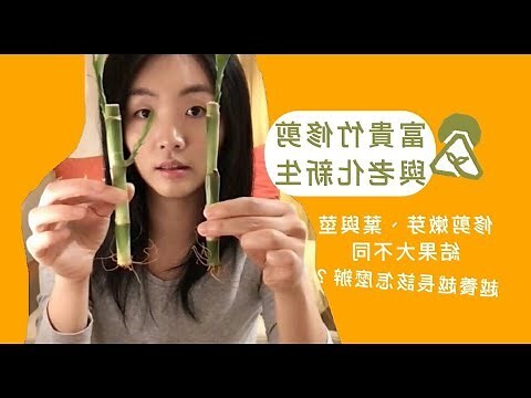 發財竹變黃