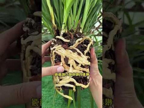 蘭花草種植