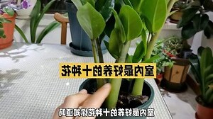 家里养什么花好