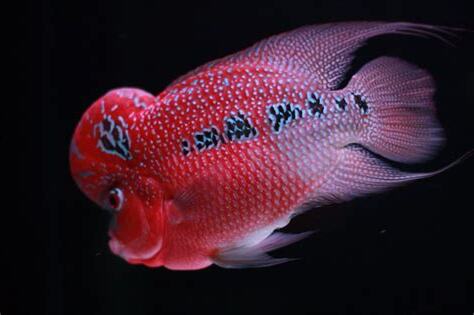 花羅漢繁殖