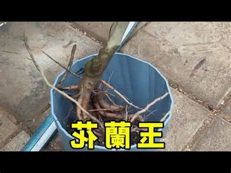 金玉蘭花種植