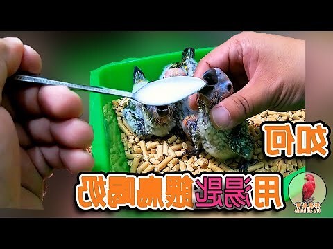 養小鳥