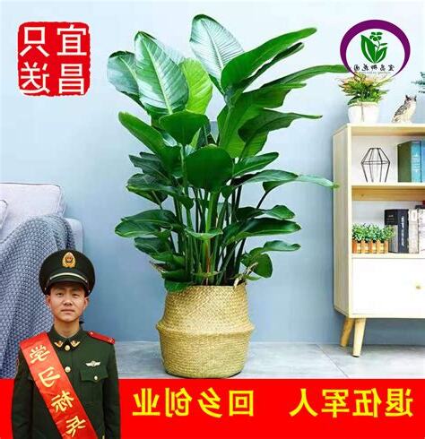 室內觀葉植物