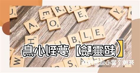夢到小鳥死掉