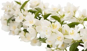 白花有哪些