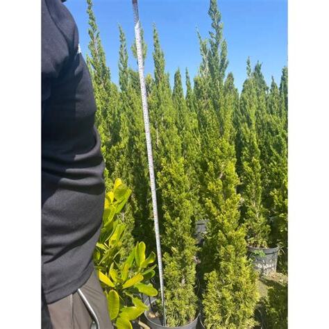 龍柏擋煞