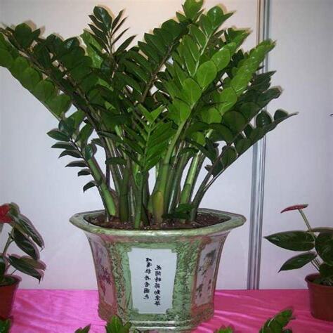 風水植物