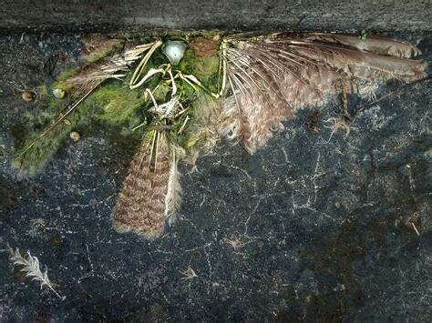 鳥死掉怎麼辦