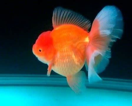 灃興金魚