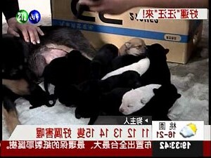 土狗一胎生幾隻