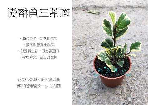 斑葉三角榕繁殖