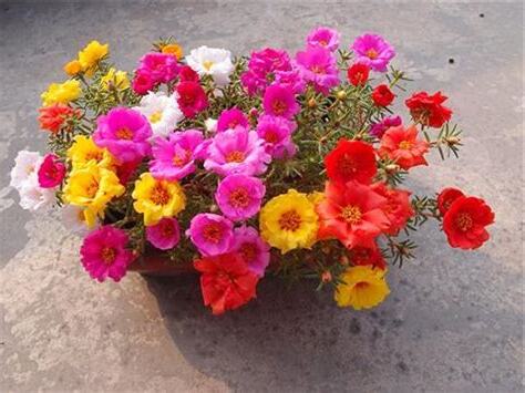 好種的花