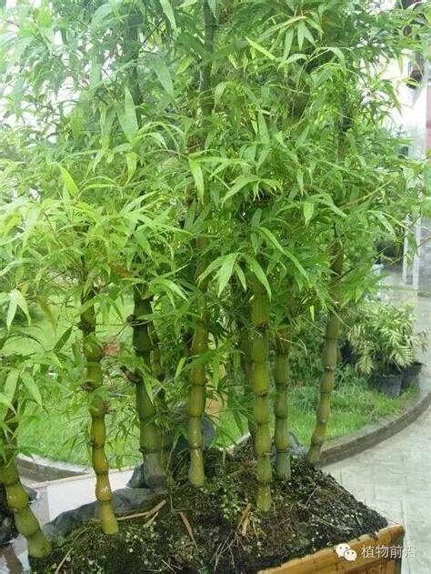 觀賞竹子種類