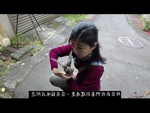 幼鳥突然死掉