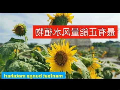 太陽花風水