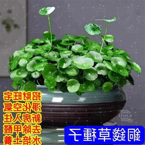 銅錢草金錢草