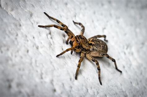 家裡有蜘蛛代表什麼