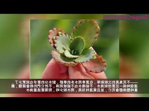 鳥不喜歡的植物