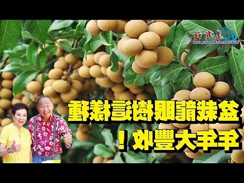 龍眼樹盆栽