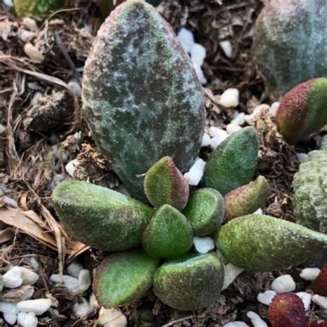 瑪麗安植物風水