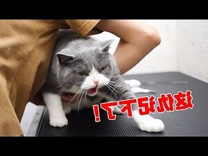 貓來
