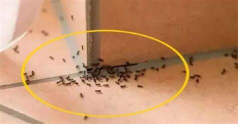 突然出現很多螞蟻