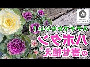 牡丹顏色代表