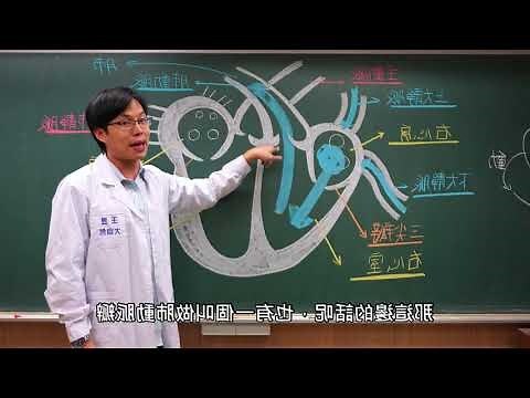 心臟旁邊是什麼