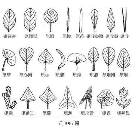 植物形態學