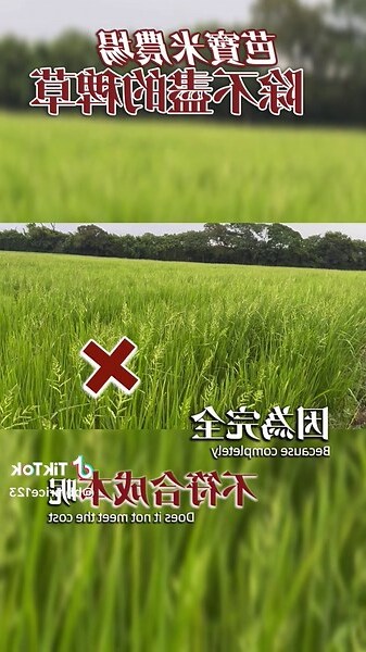 雜草