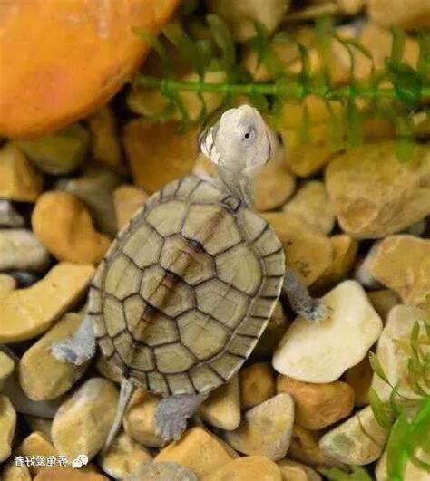 家裡養龜好嗎