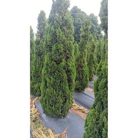有人收購龍柏樹嗎