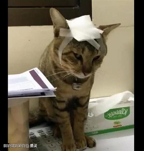 受傷縫針可以喝酒嗎