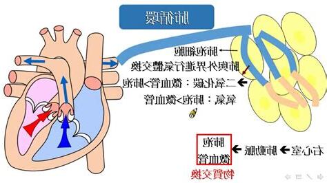 血液循環簡圖