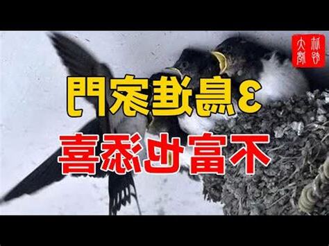 家裏有小鳥築巢
