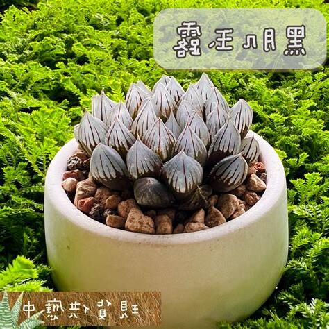 黑肌玉露