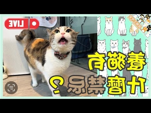 養貓的禁忌