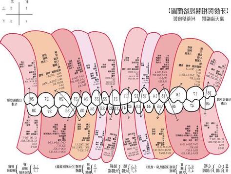 牙齒經絡圖