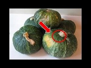 南瓜裡面白白的