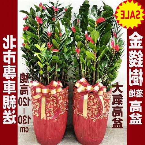 金錢樹盆栽價格